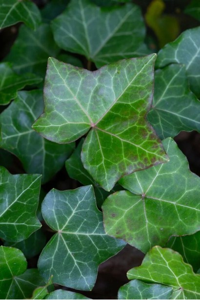 Плющ звичайний ‘Тедрап’|Hedera helix ‘Teardrop’|Плющ обыкновенный ‘Тедрап’